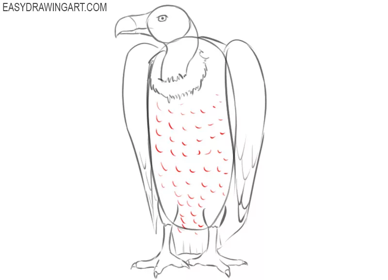 How to Draw a Vulture  Easy Drawing Art