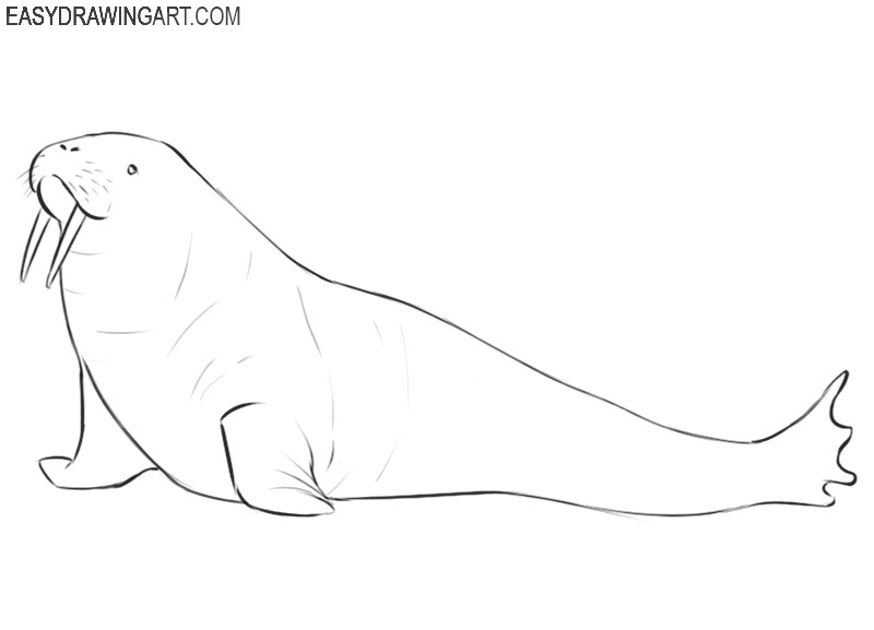 walrus drawing cute