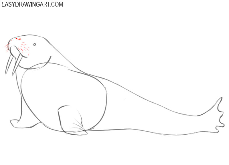 walrus drawing easy