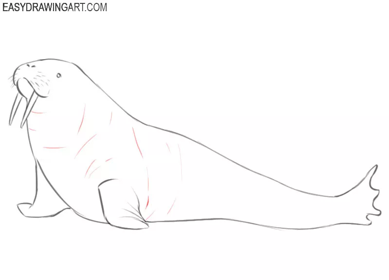 walrus drawing step by step