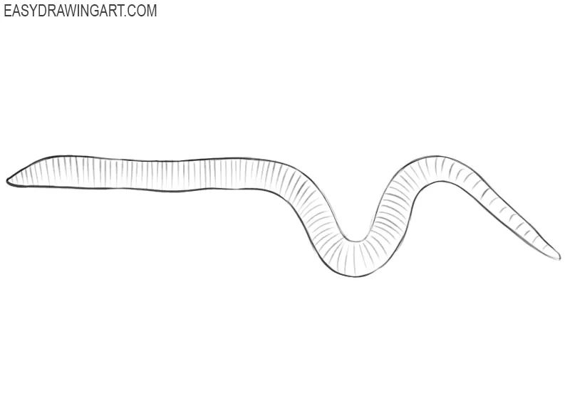 worm drawing step by step