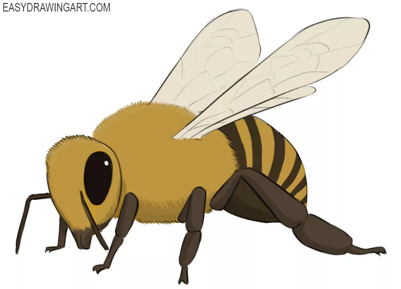 Details more than 138 honey bee drawing easy