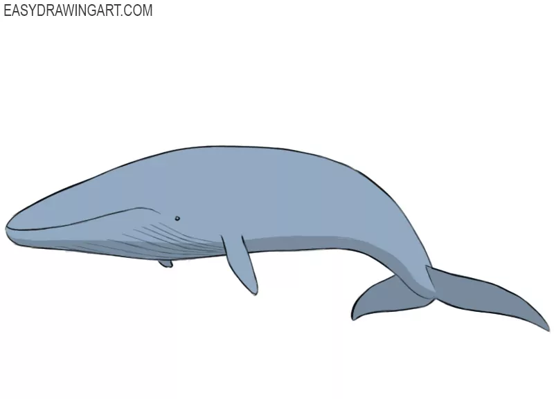 How to Draw a Blue Whale - Easy Drawing Art