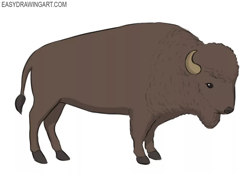 to Draw a Buffalo Easy Drawing Art