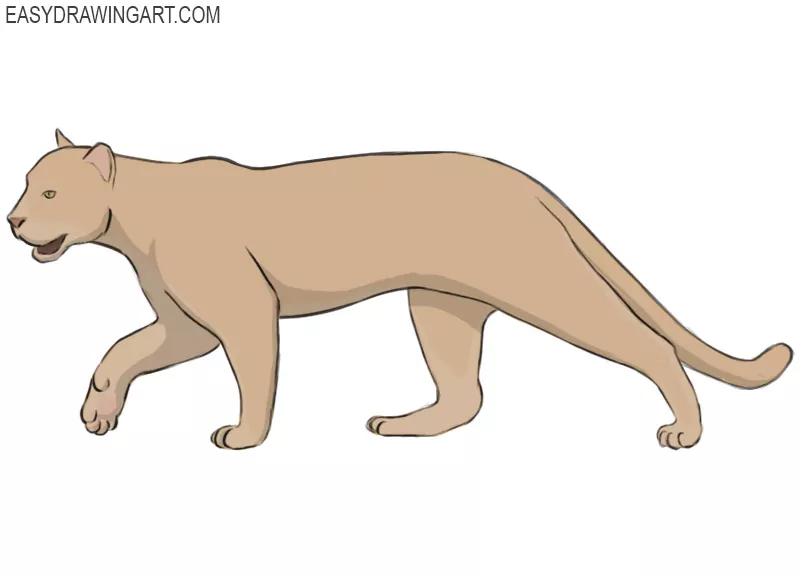 How to Draw a Cougar Easy Drawing Art