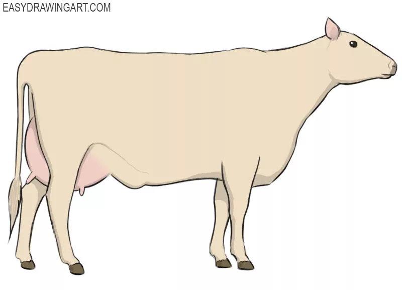 CUTE COW DRAWING || HOW TO DRAW A CUTE COW STEP BY STEP : u/simplydraw4
