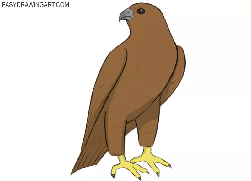 how to draw a falcon for kids