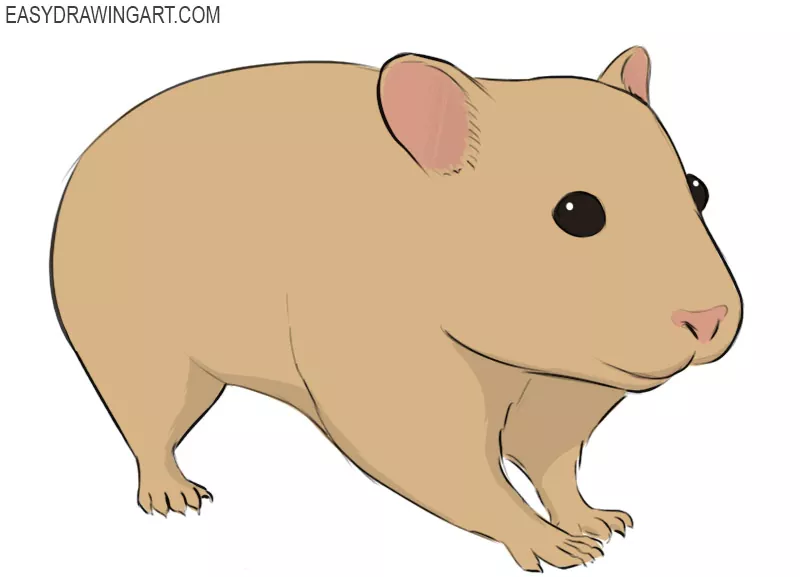 How to Draw a Hamster