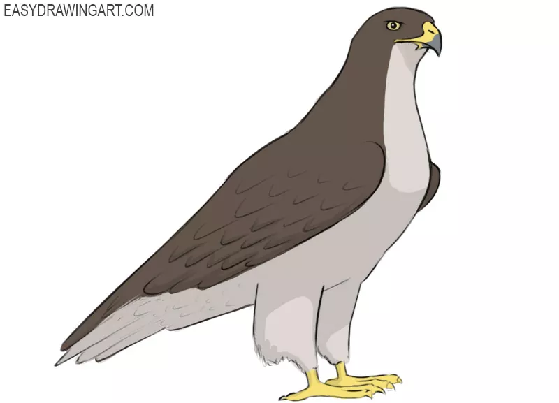 Hawk Drawing & Sketches For Kids | Fly drawing, Drawing sketches, Children  sketch