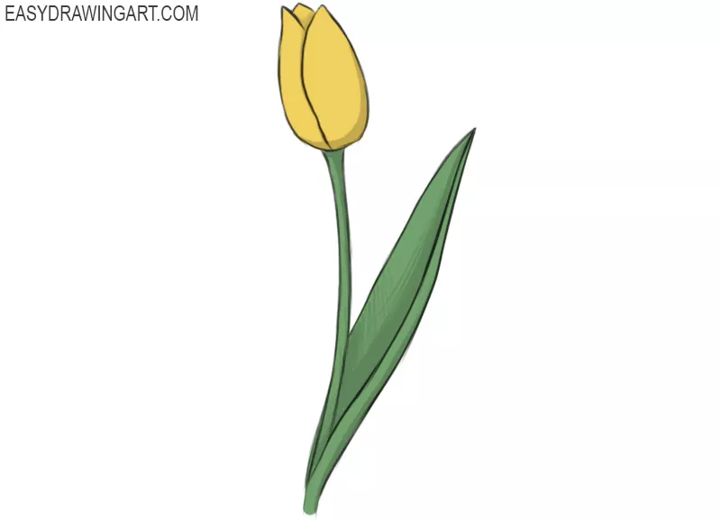 How to Draw a Tulip