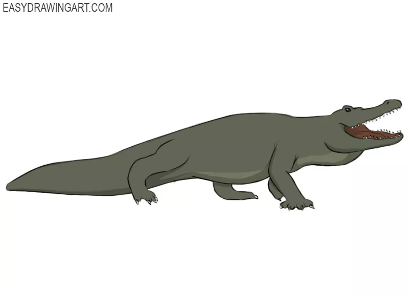 Alligator Transparent Png - Crocodile Head Drawing Easy, Png Download ,  Transparent Png Image - PNGitem