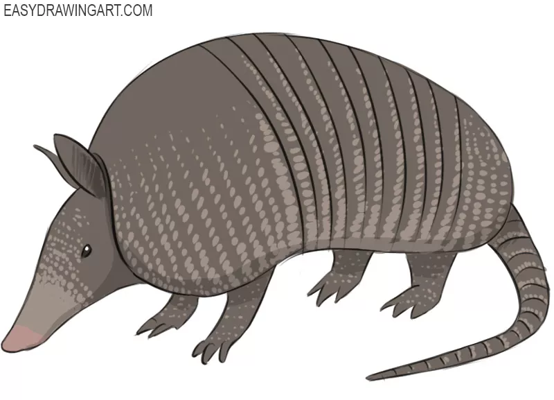 How to Draw an Armadillo Easy Drawing Art
