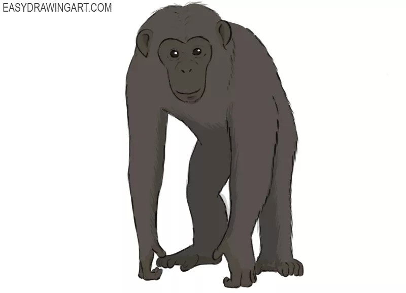 How To Draw A Chimpanzee Step by Step Drawing Guide by finalprodigy   DragoArt