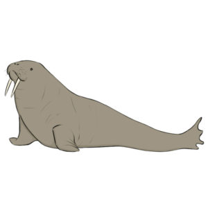 How to draw a Walrus
