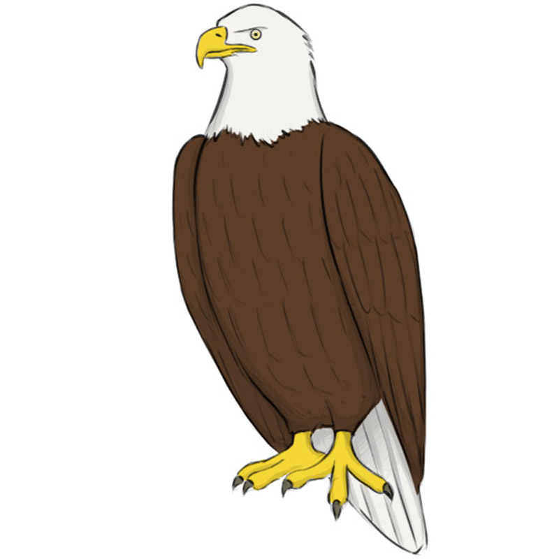 How to Draw a Bald Eagle Easy Drawing Art