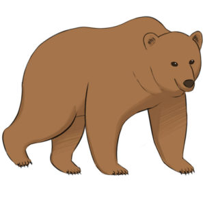How to draw a bear