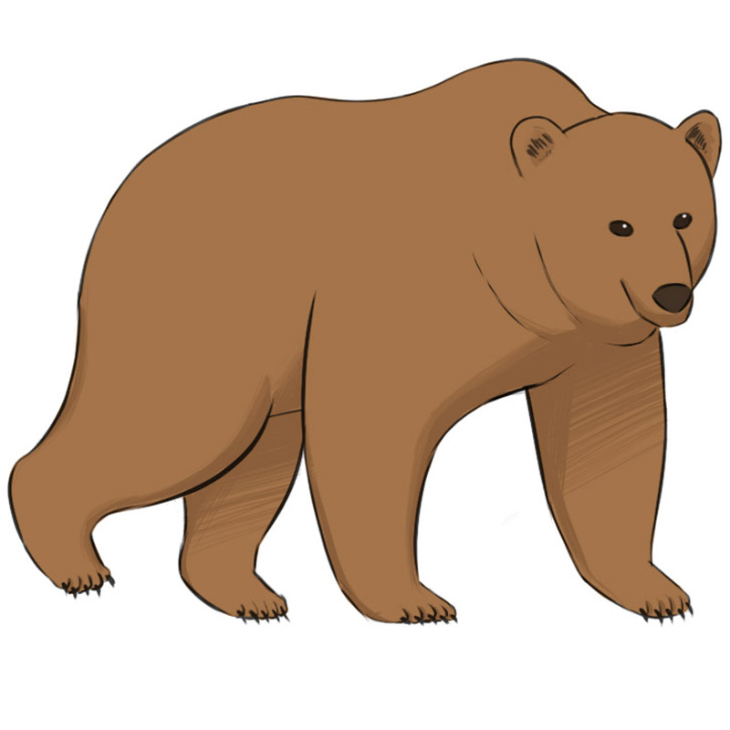 Grizzly Bear Drawing Step By Step