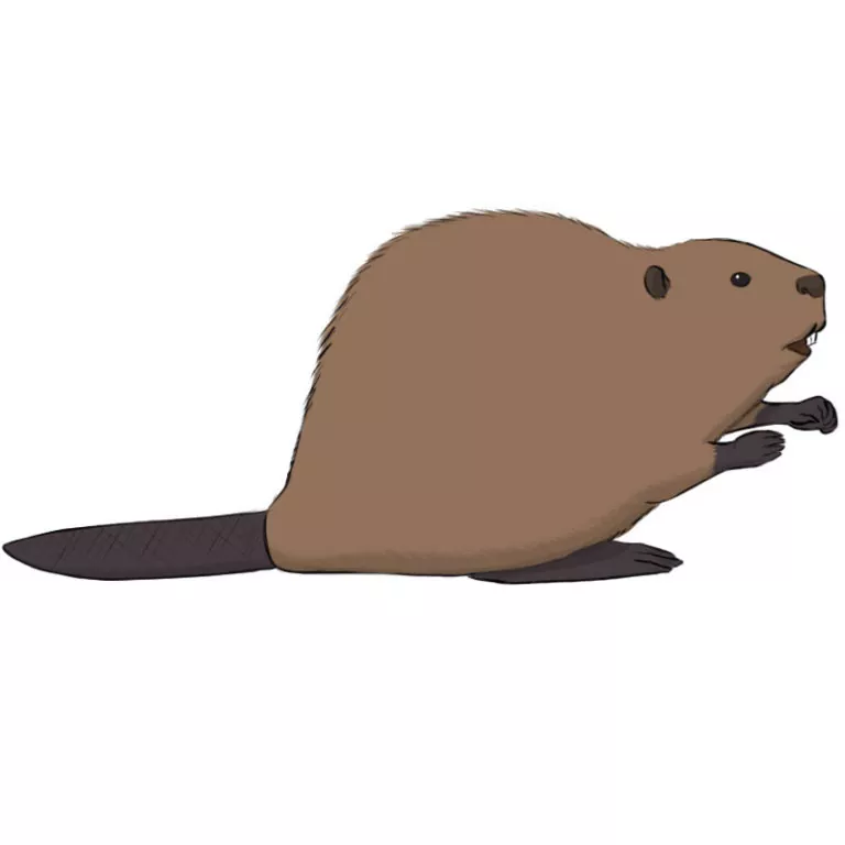 How to Draw a Beaver