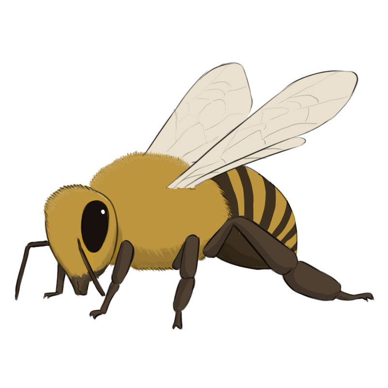 Bee Easy Drawing