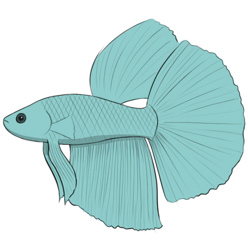 How to Draw a Betta Fish - Easy Drawing Art