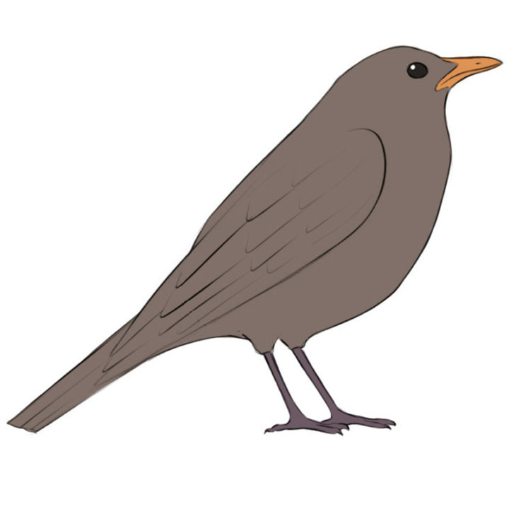 How To Draw A Hawk Easy Drawing Art