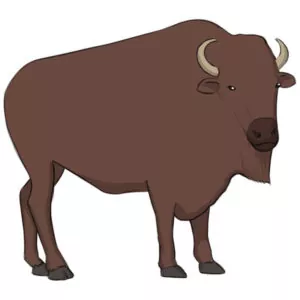 How to draw a bison