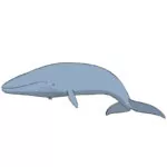 How to Draw a Blue Whale