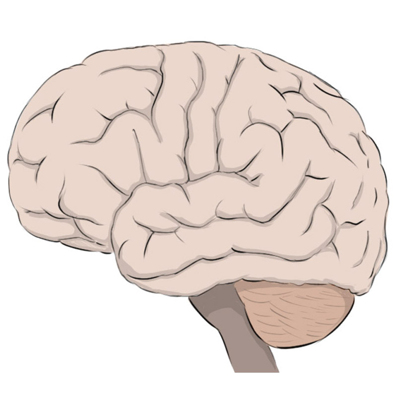 Simple Brain Drawing Stock Vector (Royalty Free) 12489466 | Shutterstock