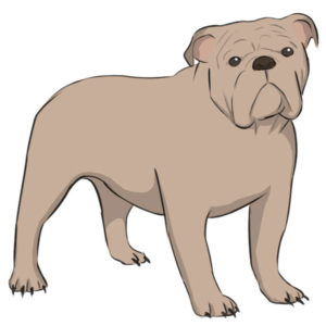 How to draw a bulldog