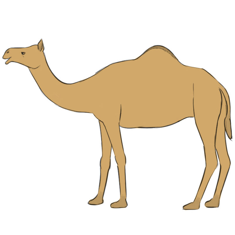 How to Draw Camel Bactrian Easy - YouTube