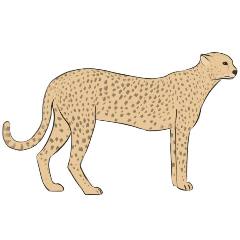 How to draw a cheetah