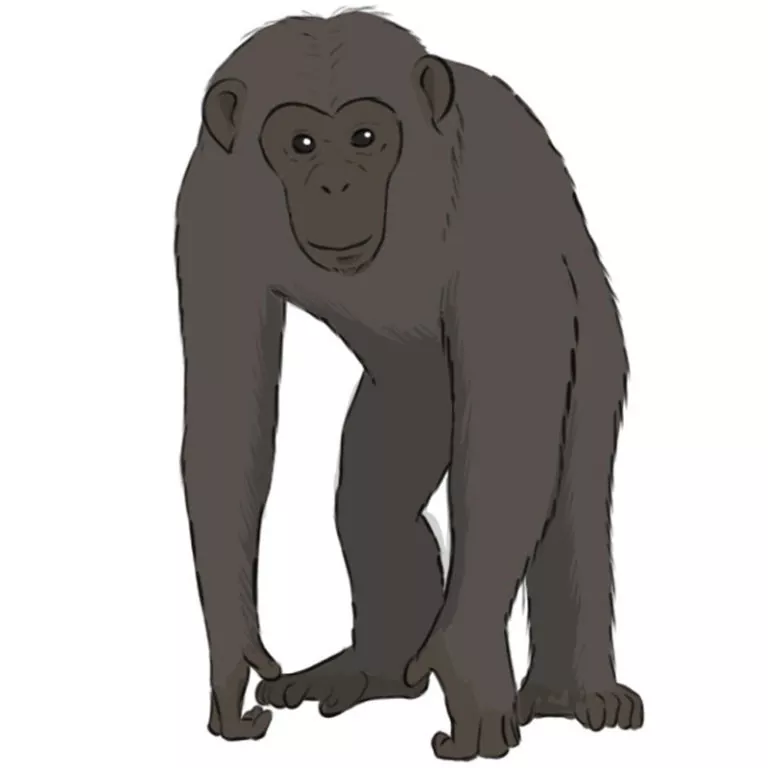 How to draw a chimpanzee