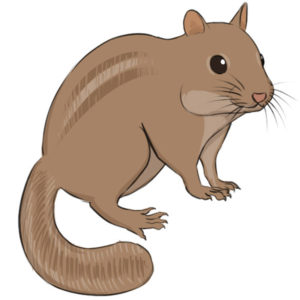 How to draw a chipmunk