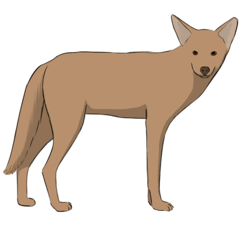 How to Draw a Coyote