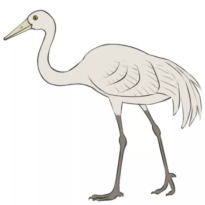 How to Draw a Crane Bird - Easy Drawing Art