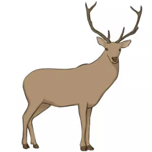 How to draw a deer