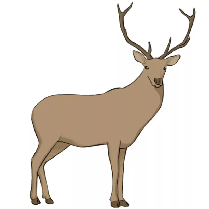 Animal Drawings Coloring Pages | Chital animal identification drawing and  coloring pages | HonkingDonkey