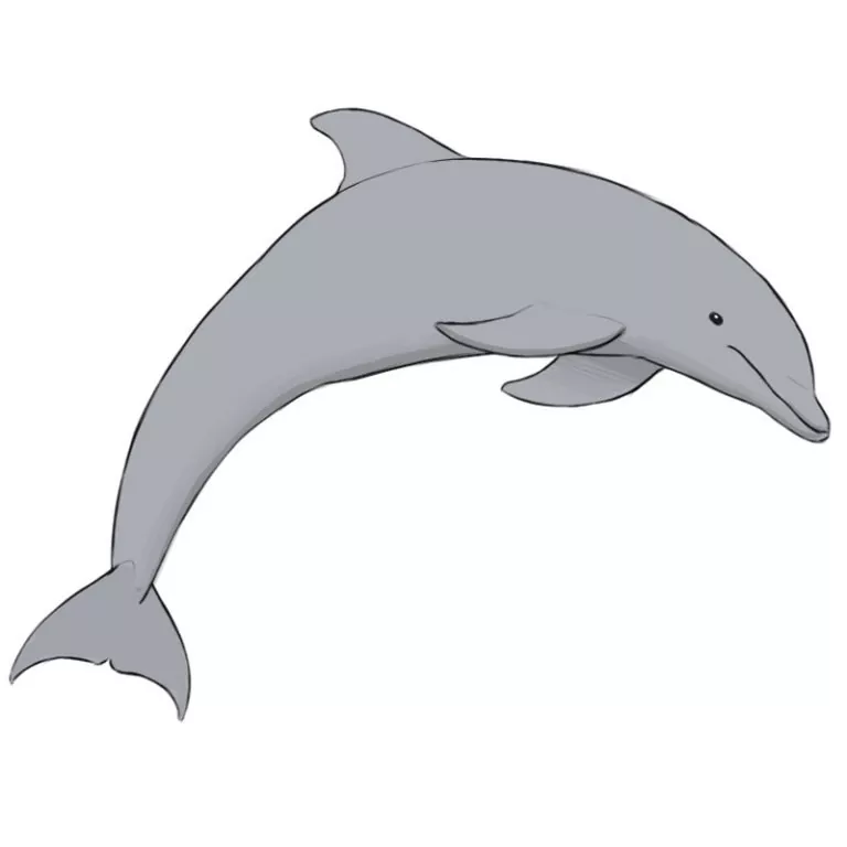 How to Draw a Dolphin