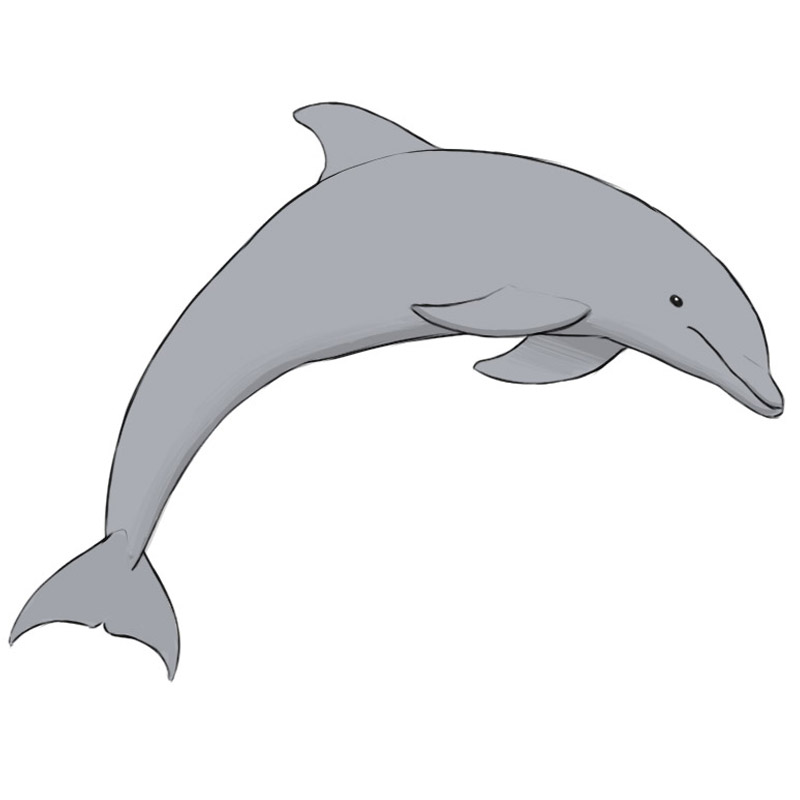 How to draw Dolphin// Dolphin drawing for kids | Art drawings for kids, Dolphin  drawing, Oil pastel drawings easy