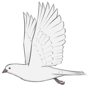 How to draw a dove