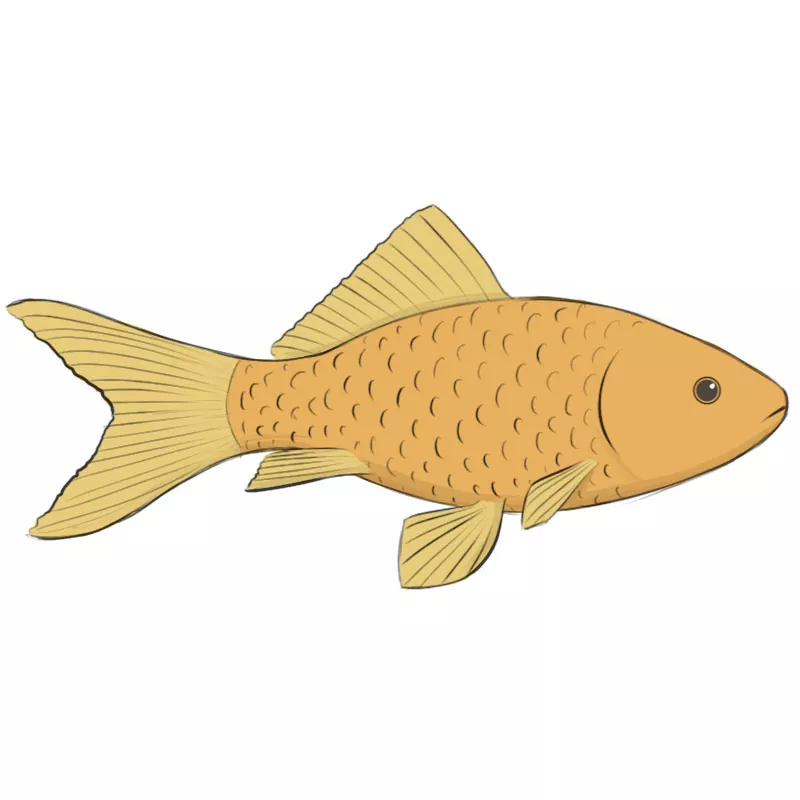 How to Draw a Fish: Fins and all – The Fisheries Blog