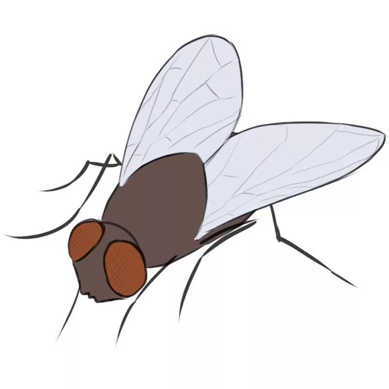Housefly (Musca domestica) Dimensions & Drawings | Dimensions.com