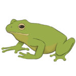 How to Draw a Frog