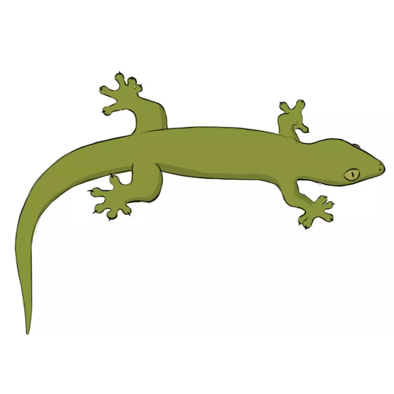 Drawing and colouring a gecko