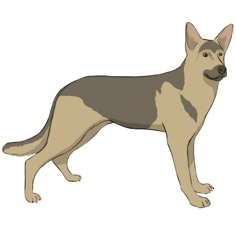 Aggregate more than 83 anime german shepherd drawing in.cdgdbentre