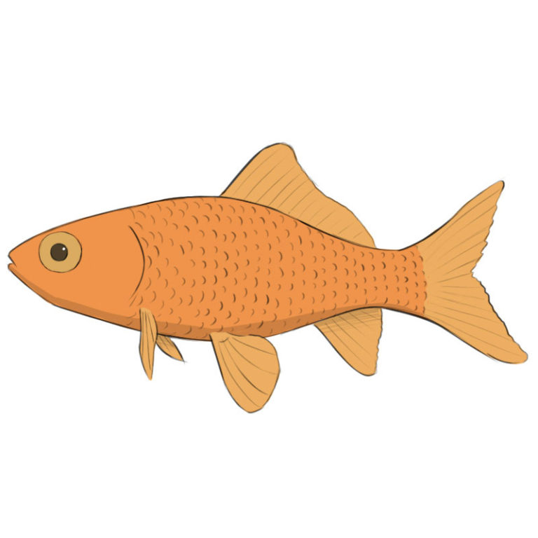 How to Draw a Goldfish