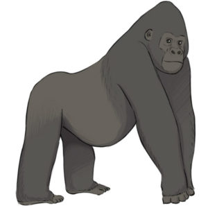 How to draw a gorilla