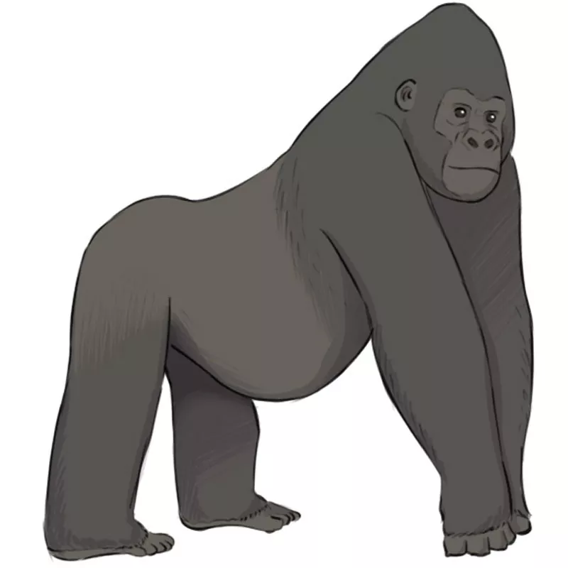 How to Draw a Gorilla - Easy Drawing Art