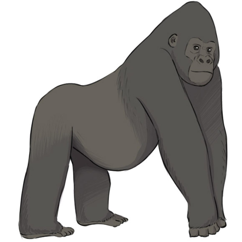 Gorilla Drawing Outline