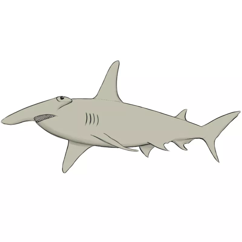 https://easydrawingart.com/wp-content/uploads/2019/08/How-to-draw-a-hammerhead-shark.jpg